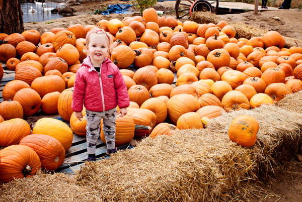 A peanut in a pile of pumpkins.