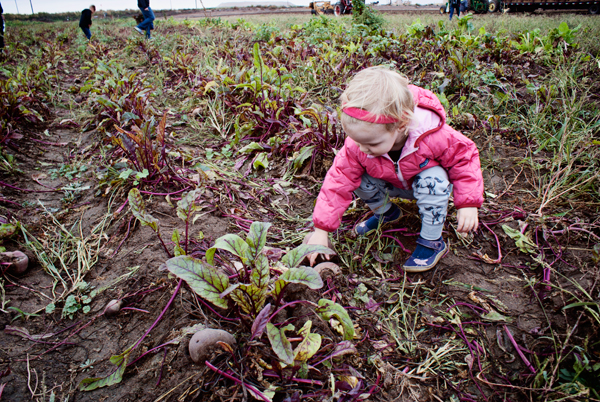 Picking beets!